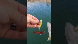 3 Topwater Bass Fishing Tricks #fishing