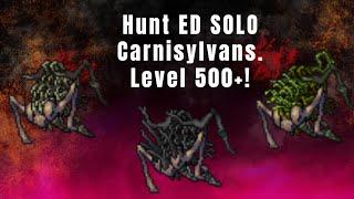 Tibia - Hunt ED SOLO Carnisylvans Yselda .Muito profit 950kh no level 500