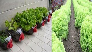 PET ŞİŞEDE MARUL YETİŞTİRMEK growing lettuce in a pet bottle