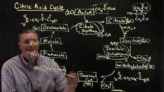 Citric Acid Cycle