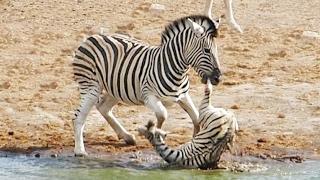 Zebra Tries to Kill Foal While Mother Fights Back