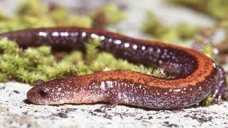 Plethodon cinereus - courtship