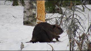 Beaver hunting 2022 Majavan metsästys