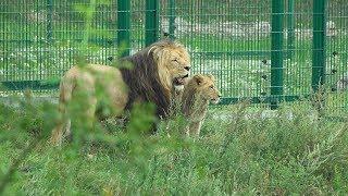 2018.08.10 Międzynarodowy Dzień Lwa w gdańskim ZOO