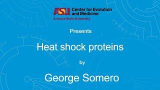 Heat shock proteins  George Somero