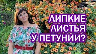 Липкие листья у петунии? жучки на листьях? Тля?  Как бороться?