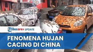 BIKIN MERINDING China Diserbu Hujan Cacing sampai Bertebaran di Jalan & Mobil Kini Tuai Pro-Kontra