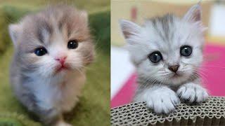 Cute little cat  animals 2023  Part 27