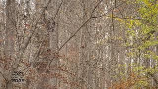 REALTREE EDGE - The Most EFFECTIVE CAMO PATTERN