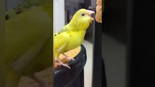 My baby Budgie going crazy for food #budgies #pets #petbird  #handfeedingchicks  #shorts