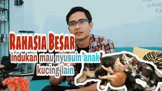 Tips Membuat Indukan Kucing Mau Menyusui Anak Kucing Lain