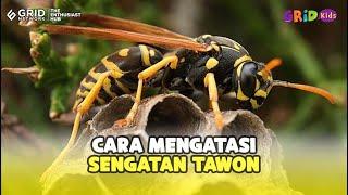 Gatal dan Bisa Memicu Alergi Bagaimana Cara Mengatasi Sengatan Tawon?