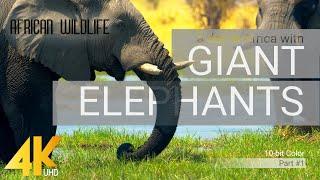 4K African Wildlife ELEPHANTS Part #1 - A day in Africa with Giant Elephants - 10-bit Color