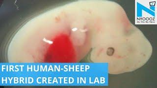 Scientists Create First Human-Sheep Hybrid  New Advancements in Science  NYOOOZ TV