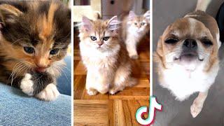 Funniest PET Videos Ever  Best Compilation of Funny CATS & DOGS 
