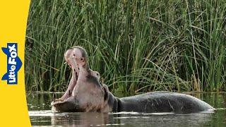 Meet the Animals  Hippopotamus  Big Hippos  Land Mammals  Wildlife Animals  Kindergarten