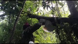 cara mengabil madu lebah hutan