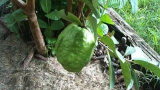 How To Cut & Eat GUAVA BAYABAS