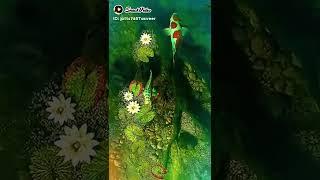 Amazing Colourful Fishes in Aquarium ایکویریم میں حیرت انگیز رنگ برنگی مچھلیاں #short #youtubeshorts