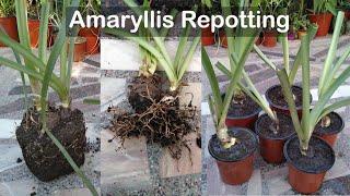 Amaryllis Lily Repotting  Right Time and Soil Mix