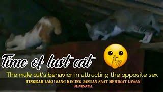 masa masa kucing birahi  time of lust cat