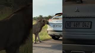 What You Got In Your Trunk?  #nature #amazing #animals