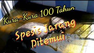 Kura-Kura Gergasi  Umur 100 Tahun