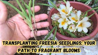 Transplanting Freesia Seedlings Your Path to Fragrant Blooms  #freesia #gardening #gardeningtips