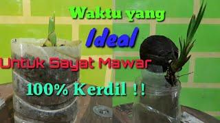 Waktu dan cara sayat mawar pada bonsai kelapa