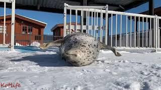 тюлень хлопает ластами по пузу 2021