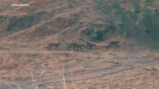 Video shows suspected family of mountain lions at East Bay trail - EXCLUSIVE