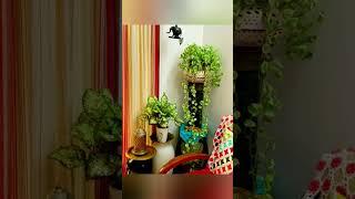 Indoor Money Plant Decoration IdeasBest Indoor Plant