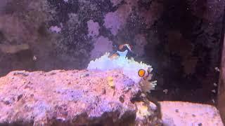 New Heteractis Magnifica Anemone Ritteri Anemone With True Percula Pair