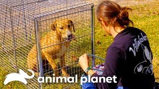 Mariahs Nail Biting Dog Rescue Mission  Pit Bulls & Parolees  Animal Planet