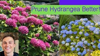 How to Prune Big Leaf Hydrangea for Maximum Flowers Hydrangea macrophylla