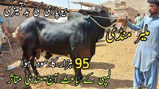 Malir Mandi Karachi Cattle Rates Update  15 March 2022  Cow Mandi 2022