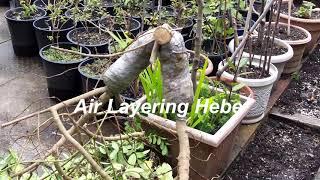 Air Layering Hebe - How to Air Layer a Hebe Plant