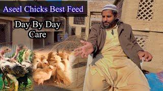 Aseel Chicks Best Feed  Day By Day Care  چوزوں کو جلدی کیسے بڑا کریں؟