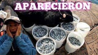 MIRÁ LO QUE ESTA PASANDO CON LA PESCA EN MAR DEL PLATA APARECIERON ELLOS PESCA DE CORNALITOS