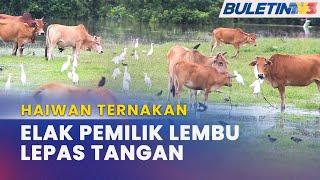 HAIWAN TERNAKAN  Lembu Berkeliaran Sistem Tagging Dalam Kajian