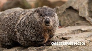 Creature Feature Groundhog