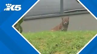Bobcat spotted lurking around Seattles Lake Forest Park neighborhood