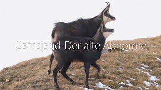 Gamsjagd- Der alte Abnorme