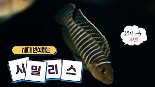 세대 번식하는 시밀리스 Neolamprologus similis