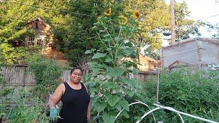 a 12-foot tall sunflower? backyard garden vlog  zone 8a