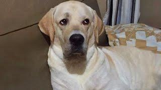 Watch and TRY NOT TO LAUGH  Funny dog videos 2024