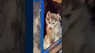 Shadow’s Puppies at 2 months - Woolley coat Siberian Husky -