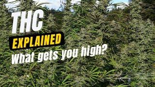 What is THC? Tetrahydrocannabinol Explained