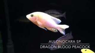 Aulonocara Sp. Dragonblood