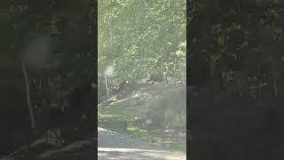 Moose on the Loose#canadalifevlog #shortsvlog #shortvideo #vlog